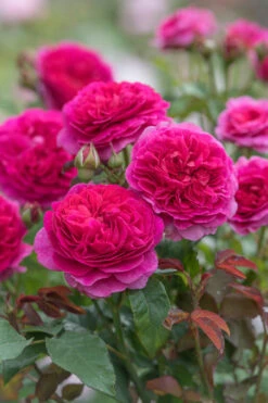 Gabriel Oak English Shrub Rose (David Austin) - 3 Gallon Pot -Plant Discount Store rosa gabriel oak english shrub rose 8