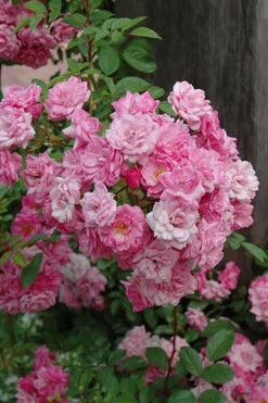 Peggy Martin Climbing Rose - 2 Gallon Pot 20 Peggy Martin Climbing Rose - 2 Gallon Pot -Plant Discount Store rosa peggy martin climbing rose 1 1