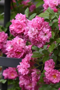 Peggy Martin Climbing Rose - 2 Gallon Pot 17 Peggy Martin Climbing Rose - 2 Gallon Pot -Plant Discount Store rosa peggy martin climbing rose 10 1
