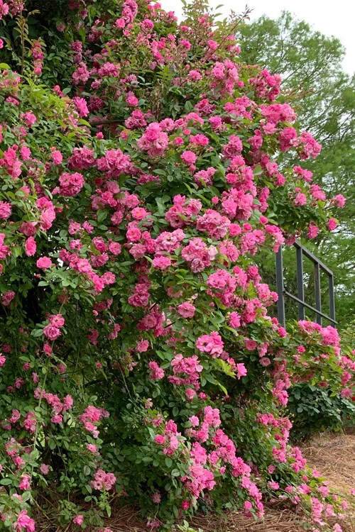 Peggy Martin Climbing Rose - 2 Gallon Pot 12 Peggy Martin Climbing Rose - 2 Gallon Pot - Image 10