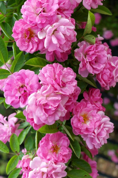 Peggy Martin Climbing Rose - 2 Gallon Pot 11 Peggy Martin Climbing Rose - 2 Gallon Pot - Image 9