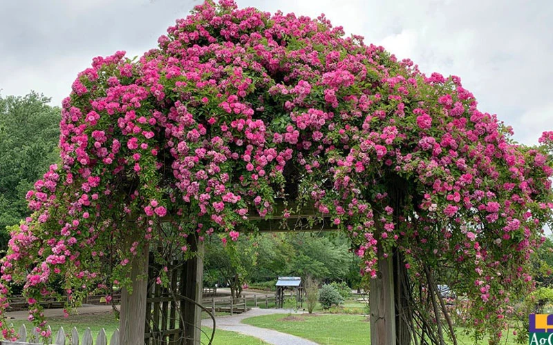 Peggy Martin Climbing Rose - 2 Gallon Pot 8 Peggy Martin Climbing Rose - 2 Gallon Pot - Image 6