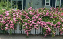 Peggy Martin Climbing Rose - 2 Gallon Pot 16 Peggy Martin Climbing Rose - 2 Gallon Pot -Plant Discount Store rosa peggy martin climbing rose 8 1