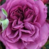 Sweet Mademoiselle Hybrid Tea Rose - 3 Gallon Pot 1 Sweet Mademoiselle Hybrid Tea Rose - 3 Gallon Pot -Plant Discount Store rosa plum perfect rose 3 1