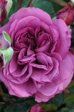 Plum Perfect Rose Bush - 3 Gallon Pot
