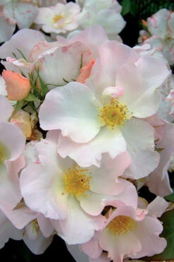 Sally Holmes Climbing Rose - 5 Gallon Pot -Plant Discount Store rosa sally holmes climbing rose 2