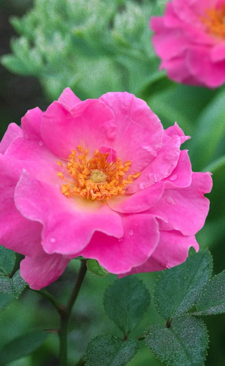 Brindabella First Lady Shrub Rose - 1 Gallon Pot 3 Brindabella First Lady Shrub Rose - 1 Gallon Pot