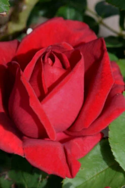 Easy Elegance Kashmir Rose - 3 Gallon Pot 13 Easy Elegance Kashmir Rose - 3 Gallon Pot -Plant Discount Store rose easy elegance kasmhir 1