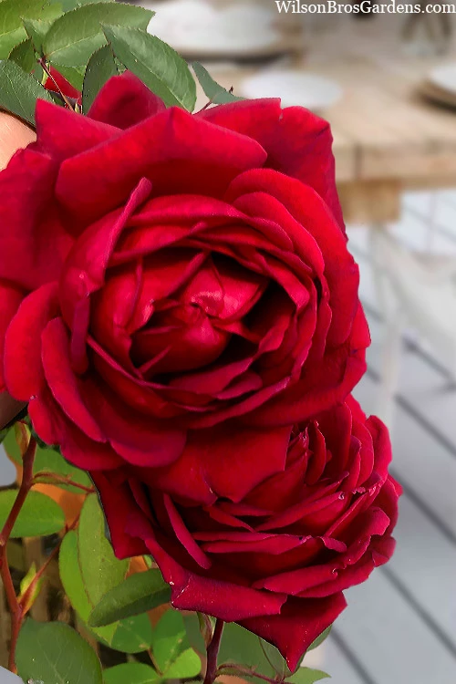 Easy Elegance Kashmir Rose - 3 Gallon Pot 7 Easy Elegance Kashmir Rose - 3 Gallon Pot - Image 5