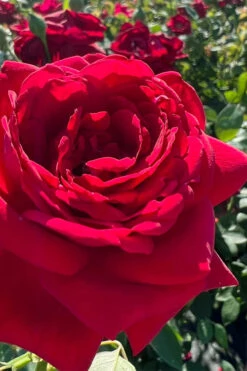 Easy Elegance Kashmir Rose - 3 Gallon Pot 11 Easy Elegance Kashmir Rose - 3 Gallon Pot -Plant Discount Store rose easy elegance kasmhir 3