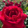 Easy Elegance Kashmir Rose - 3 Gallon Pot 1 Easy Elegance Kashmir Rose - 3 Gallon Pot -Plant Discount Store rose easy elegance kasmhir 4