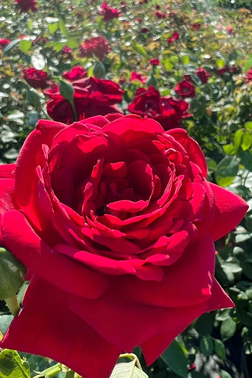 Easy Elegance Kashmir Rose - 3 Gallon Pot 3 Easy Elegance Kashmir Rose - 3 Gallon Pot