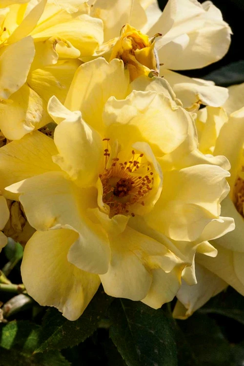 Lemon Drift Groundcover Rose - 2 Gallon Pot 6 Lemon Drift Groundcover Rose - 2 Gallon Pot - Image 4