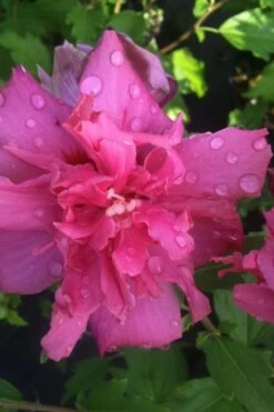 Lucy Rose Of Sharon (Single Trunk Tree) - 7 Gallon Pot (4-5') 12 Lucy Rose Of Sharon (Single Trunk Tree) - 7 Gallon Pot (4-5') -Plant Discount Store rose of sharon lucy 5 1