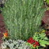 Abraxas Rosemary - 5 Pack Of Quart Pots 2 Abraxas Rosemary - 5 Pack Of Quart Pots -Plant Discount Store rosmarinus officinalis abraxas rosemary 2