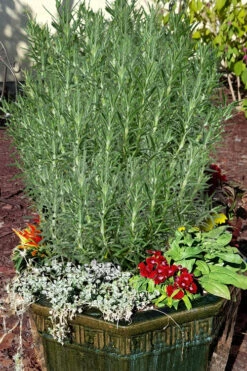 Abraxas Rosemary - 5 Pack Of Quart Pots