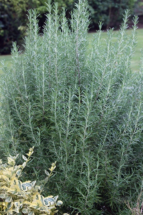 Salem Rosemary - 1 Gallon Pot 3 Salem Rosemary - 1 Gallon Pot