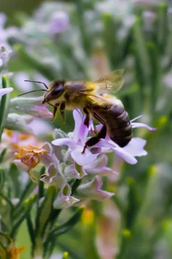Salem Rosemary - 1 Gallon Pot 11 Salem Rosemary - 1 Gallon Pot -Plant Discount Store rosmarinus officinalis salem rosemary 6