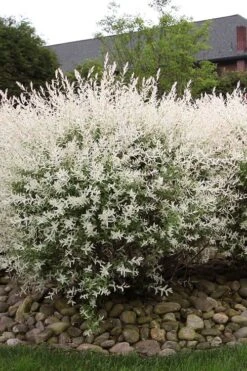 Flamingo Dappled Willow (Shrub Form) - 2 Gallon Pot -Plant Discount Store salix integra flamingo dappled willow bush 2