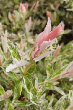 Flamingo Dappled Willow (Shrub Form) - 2 Gallon Pot -Plant Discount Store salix integra flamingo dappled willow bush 3