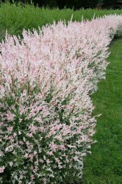 Flamingo Dappled Willow (Shrub Form) - 2 Gallon Pot -Plant Discount Store salix integra flamingo dappled willow bush 4