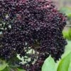 Bob Gordon American Elderberry (Sambucus Canadensis) - 1 Gallon Pot -Plant Discount Store sambucus canadensis bob gordon american elderberry 1