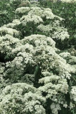 Bob Gordon American Elderberry (Sambucus Canadensis) - 1 Gallon Pot -Plant Discount Store sambucus nigra canadensis common elderberry 7