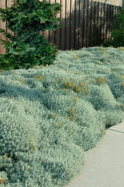 Gray Santolina (Lavender Cotton) - 12 Pack Of Quart Pots