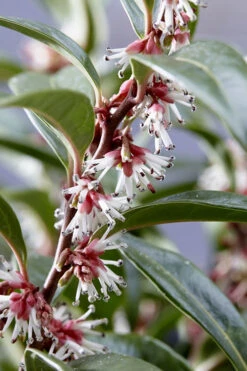 Oriental Fragrant Sweet Box (Sarcococca) - 1 Gallon Pot -Plant Discount Store sarcoccoca hookeriana sarsid 1 fragrant valley sweetbox 7