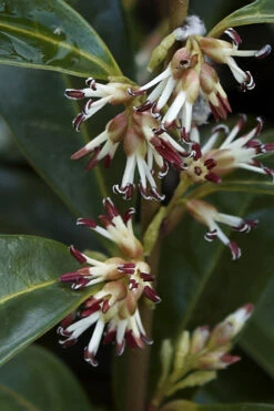 Himalayan Fragrant Sweet Box (Sarcococca Hookeriana) - 3 Gallon Pot -Plant Discount Store sarcoccoca hookeriana var humilis himalayan sweetbox 2