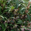 Himalayan Fragrant Sweet Box (Sarcococca Hookeriana) - 3 Gallon Pot