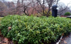 Oriental Fragrant Sweet Box (Sarcococca) - 1 Gallon Pot -Plant Discount Store sarcoccoca hookeriana var humilis himalayan sweetbox 8