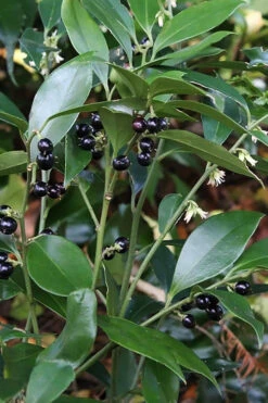 Oriental Fragrant Sweet Box (Sarcococca) - 1 Gallon Pot -Plant Discount Store sarcococca orientalis oriental sweet box 7