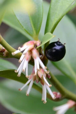 Oriental Fragrant Sweet Box (Sarcococca) - 1 Gallon Pot -Plant Discount Store sarcococca orientalis oriental sweet box 8