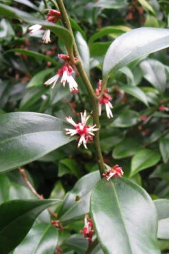 Oriental Fragrant Sweet Box (Sarcococca) - 1 Gallon Pot -Plant Discount Store sarcococca orientalis oriental sweet box 9