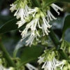 Fragrant Sweet Box (Sarcococca Ruscifolia) - 1 Gallon Pot 2 Fragrant Sweet Box (Sarcococca Ruscifolia) - 1 Gallon Pot -Plant Discount Store sarcococca ruscifolia fragrant sweet box 1 1