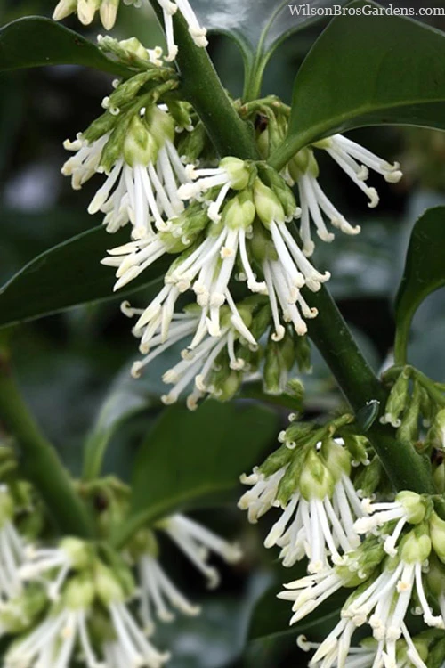 Fragrant Sweet Box (Sarcococca Ruscifolia) - 3 Gallon Pot 3 Fragrant Sweet Box (Sarcococca Ruscifolia) - 3 Gallon Pot