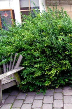 Fragrant Sweet Box (Sarcococca Ruscifolia) - 3 Gallon Pot 14 Fragrant Sweet Box (Sarcococca Ruscifolia) - 3 Gallon Pot -Plant Discount Store sarcococca ruscifolia fragrant sweet box 2