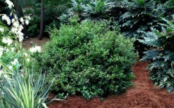 Fragrant Sweet Box (Sarcococca Ruscifolia) - 3 Gallon Pot 15 Fragrant Sweet Box (Sarcococca Ruscifolia) - 3 Gallon Pot -Plant Discount Store sarcococca ruscifolia fragrant sweet box 3