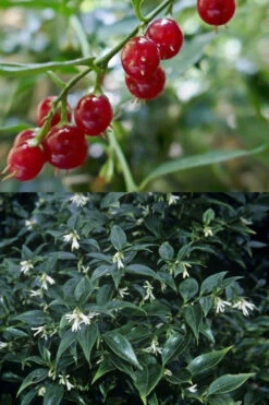 Fragrant Sweet Box (Sarcococca Ruscifolia) - 3 Gallon Pot 16 Fragrant Sweet Box (Sarcococca Ruscifolia) - 3 Gallon Pot -Plant Discount Store sarcococca ruscifolia fragrant sweet box 4