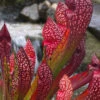 Scarlet Belle Pitcher Plant (Sarracenia) - 2.5 Quart Pot 1 Scarlet Belle Pitcher Plant (Sarracenia) - 2.5 Quart Pot -Plant Discount Store sarracenia scarlet belle pitcher plant 1