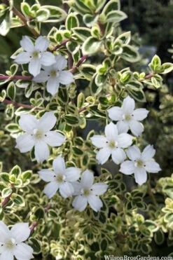 Variegated Snowbush (Serissa Japonica) - 1 Gallon Pot -Plant Discount Store serissa foetida variegata snowbush 4