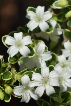 Variegated Snowbush (Serissa Japonica) - 1 Gallon Pot -Plant Discount Store serissa foetida variegata snowbush 5