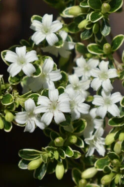 Variegated Snowbush (Serissa Japonica) - 1 Gallon Pot -Plant Discount Store serissa foetida variegata snowbush 6