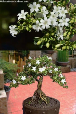 Variegated Snowbush (Serissa Japonica) - 1 Gallon Pot -Plant Discount Store serissa foetida variegata snowbush 7