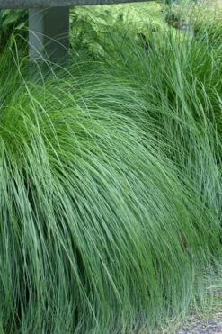 Prairie Dropseed Grass (Sporobolus Heterolepis) - 1 Gallon Pot 16 Prairie Dropseed Grass (Sporobolus Heterolepis) - 1 Gallon Pot -Plant Discount Store sporobolis heterolepis prairie dropseed grass 1
