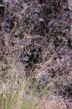 Prairie Dropseed Grass (Sporobolus Heterolepis) - 1 Gallon Pot 17 Prairie Dropseed Grass (Sporobolus Heterolepis) - 1 Gallon Pot -Plant Discount Store sporobolis heterolepis prairie dropseed grass 10