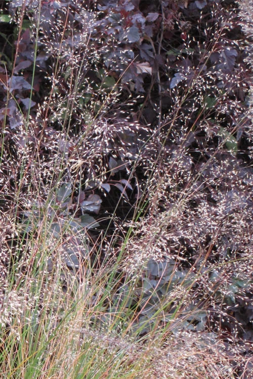 Prairie Dropseed Grass (Sporobolus Heterolepis) - 1 Gallon Pot 9 Prairie Dropseed Grass (Sporobolus Heterolepis) - 1 Gallon Pot - Image 7