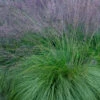 Prairie Dropseed Grass (Sporobolus Heterolepis) - 1 Gallon Pot