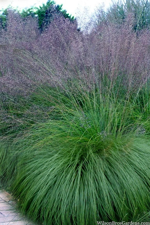 Prairie Dropseed Grass (Sporobolus Heterolepis) - 1 Gallon Pot 3 Prairie Dropseed Grass (Sporobolus Heterolepis) - 1 Gallon Pot